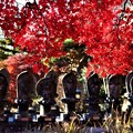 写真: 石仏百体観音と血染めの楓