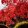 血染めの楓の紅葉