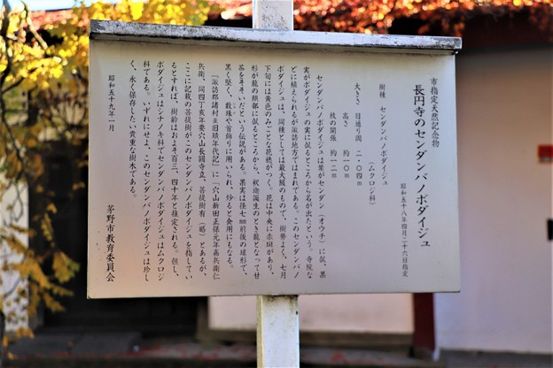 市指定天然記念物・長円寺のセンダンバノボダイジュ