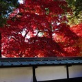 Photos: 白壁と紅葉