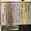 Photos: 諏訪市天然記念物夫婦大イチョウ説明板