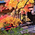 Photos: 庭園の紅葉