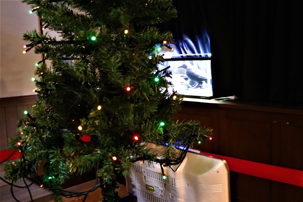 電気ウナギで点灯したクリスマスツリー