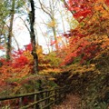 写真: 紅葉の中へ散策路