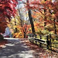 写真: 紅葉の散策路