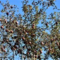 写真: 信州リンゴ狩り園