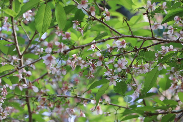 名残りのヒマラヤ桜