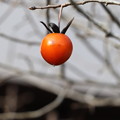 写真: あと一つ残りの豆柿