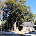 Photos: 篠田神社参道