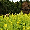 Photos: 菜の花畑