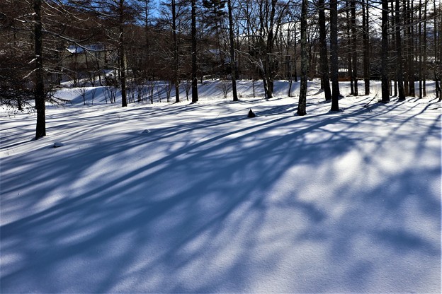 雪上に写す影