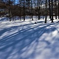 写真: 雪上に写す影