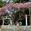 写真: 大神山八幡宮「大知波桜」