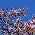 写真: 寒桜