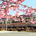 写真: わくぐり桜と飯田線