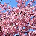 写真: 満開のわくぐり桜