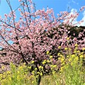 写真: わくぐり桜と菜の花