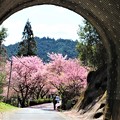 トンネルから見る河津桜
