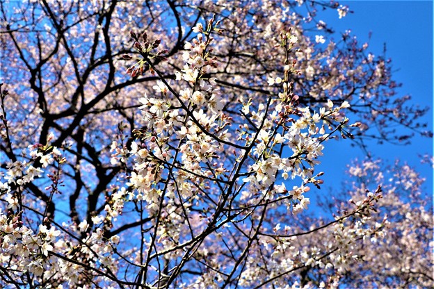 写真: 咲き始めた今水桜