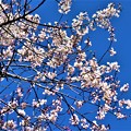 写真: 今水桜