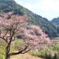 写真: 早咲桜