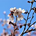 写真: 早咲き桜