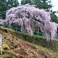 八つ橋のウバヒガン桜