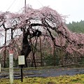 八橋のウバヒガン桜