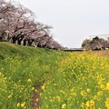 佐奈川堤の桜並木と菜の花