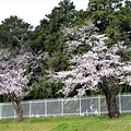 染井吉野古木の桜