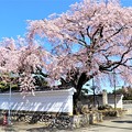写真: 伊那三女ゆかりの桜
