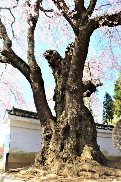 写真: 伊那三女ゆかりの桜の根元