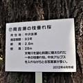 写真: 南吉瀬の枝垂れ桜説明