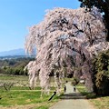 写真: しだれ桜のトンネル