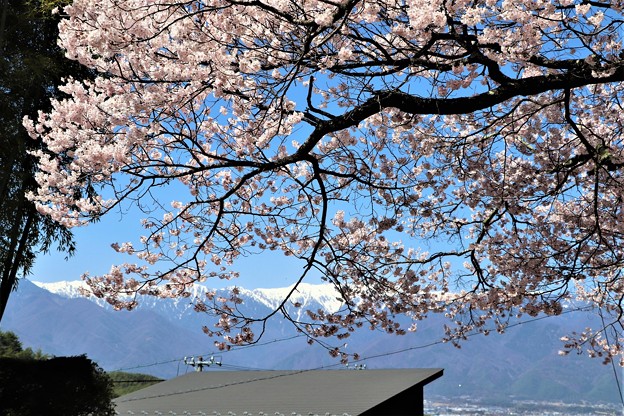 写真: 桜超しの中央アルプス