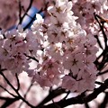 写真: 高遠コヒガン桜