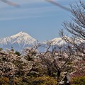 写真: 桜とアルプス