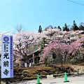 写真: しだれ桜と光前寺標