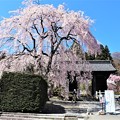 写真: 仁王門のしだれ桜
