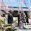 写真: 桜の枝垂れと仁王門