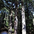 写真: 三本杉