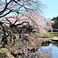 写真: しだれ桜と池