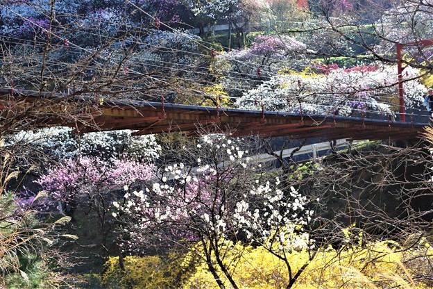 吊り橋と花桃