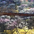 写真: 吊り橋と花桃