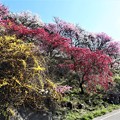写真: 花桃の丘