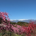 写真: 花桃と残雪の中央アルプス