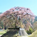 写真: 上の山の枝垂れ桜