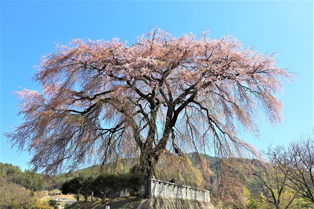 上の山の枝垂れ桜