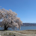 諏訪湖の横河川の枝垂れ桜