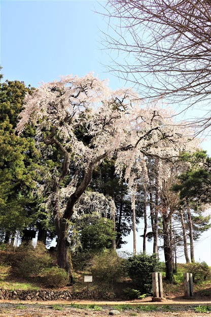 古御堂の枝垂れ桜樹齢２００年ともいわれる大きなしだれ桜。